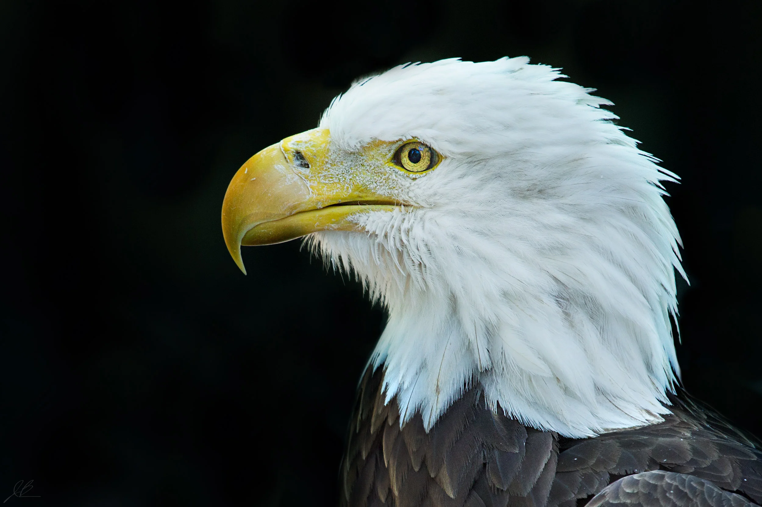 8S8A5854cropped.jpg