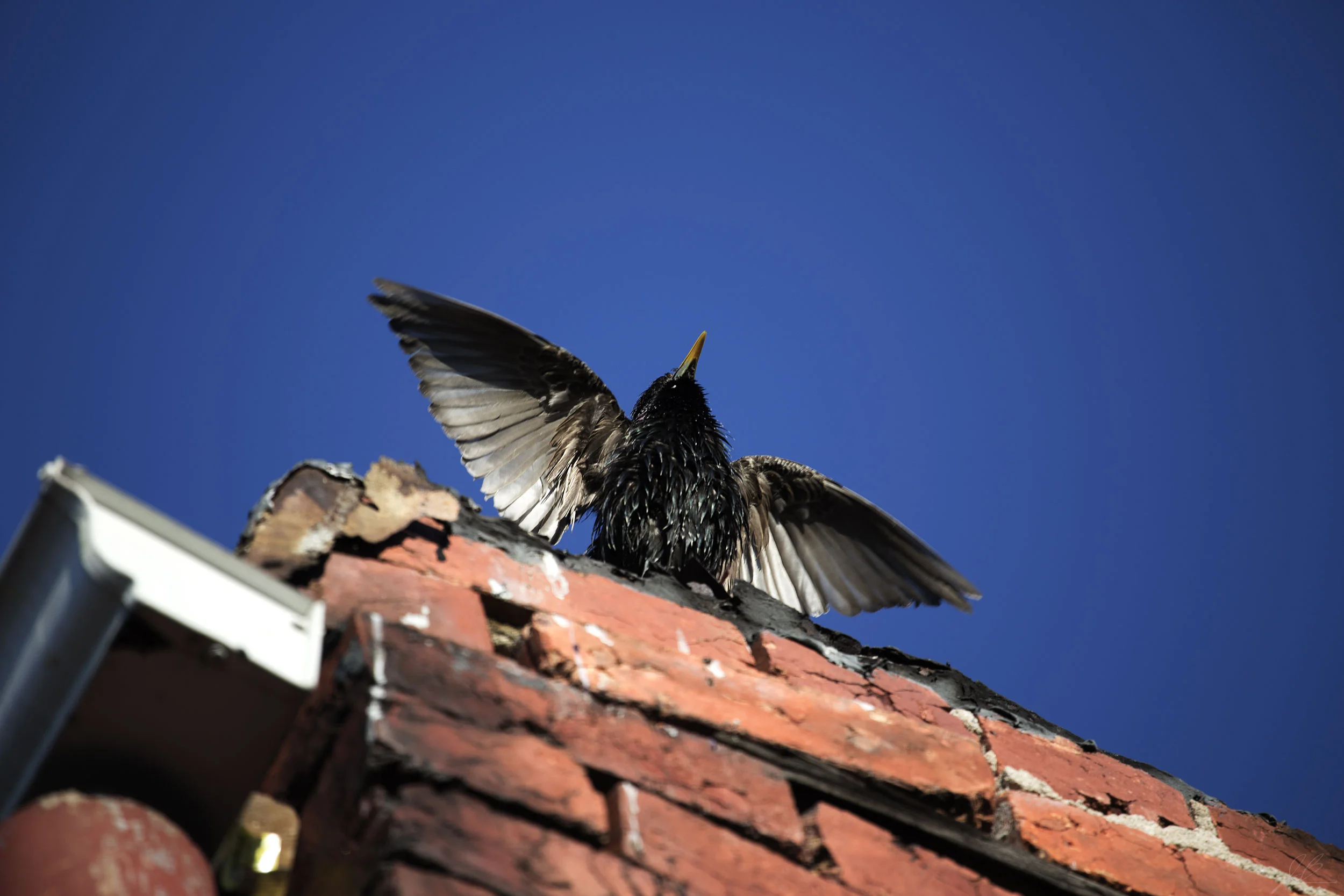 starling-wings-open-2-copy.jpg