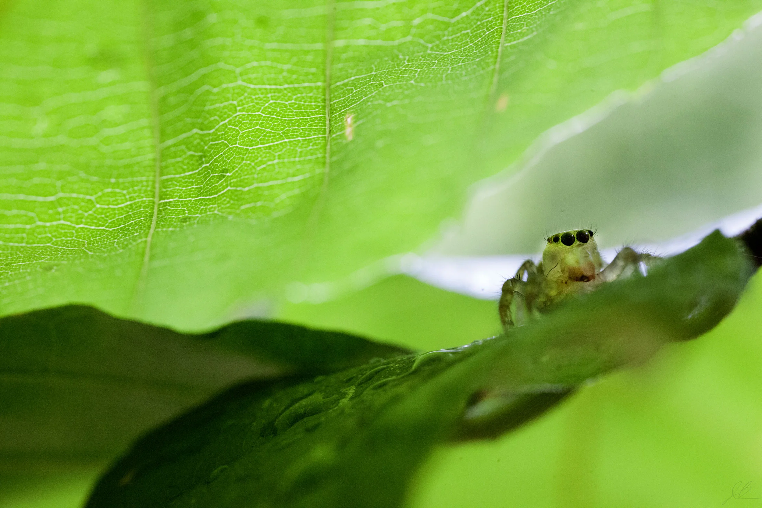 Jumping-Spider-11-21-17-smaller.jpg