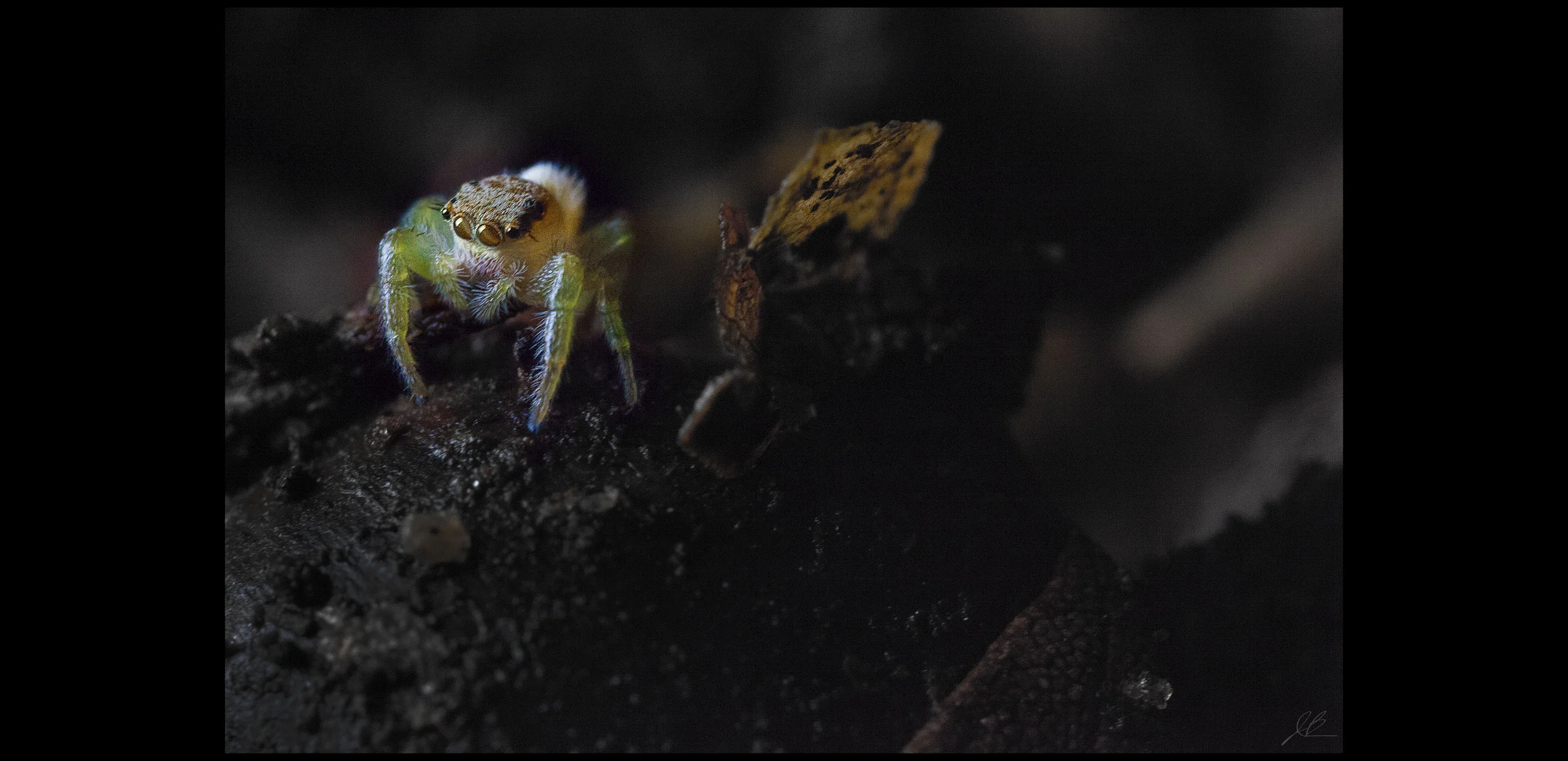 Jumping-Spider.jpg
