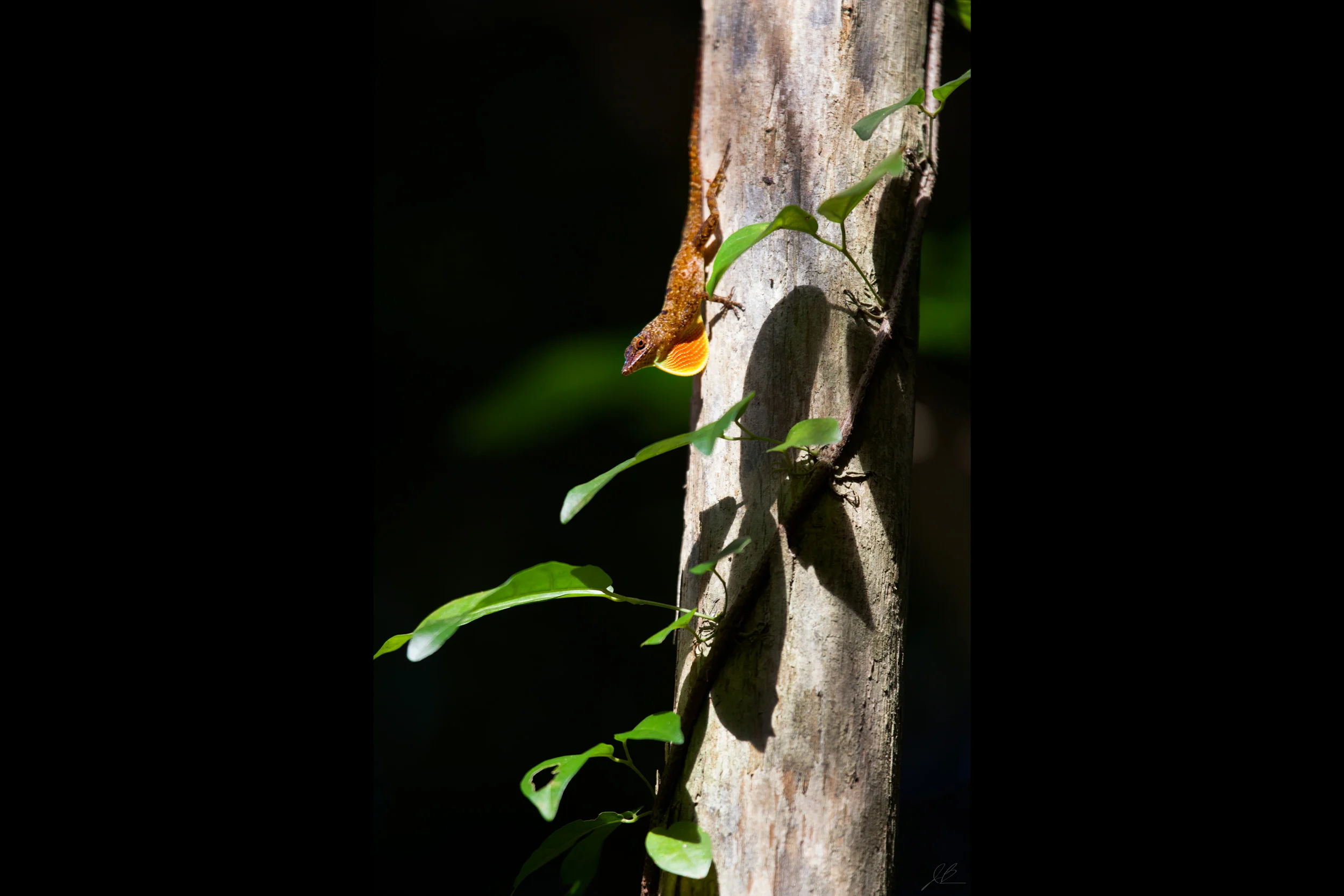 Gecko throat-Vert.jpg