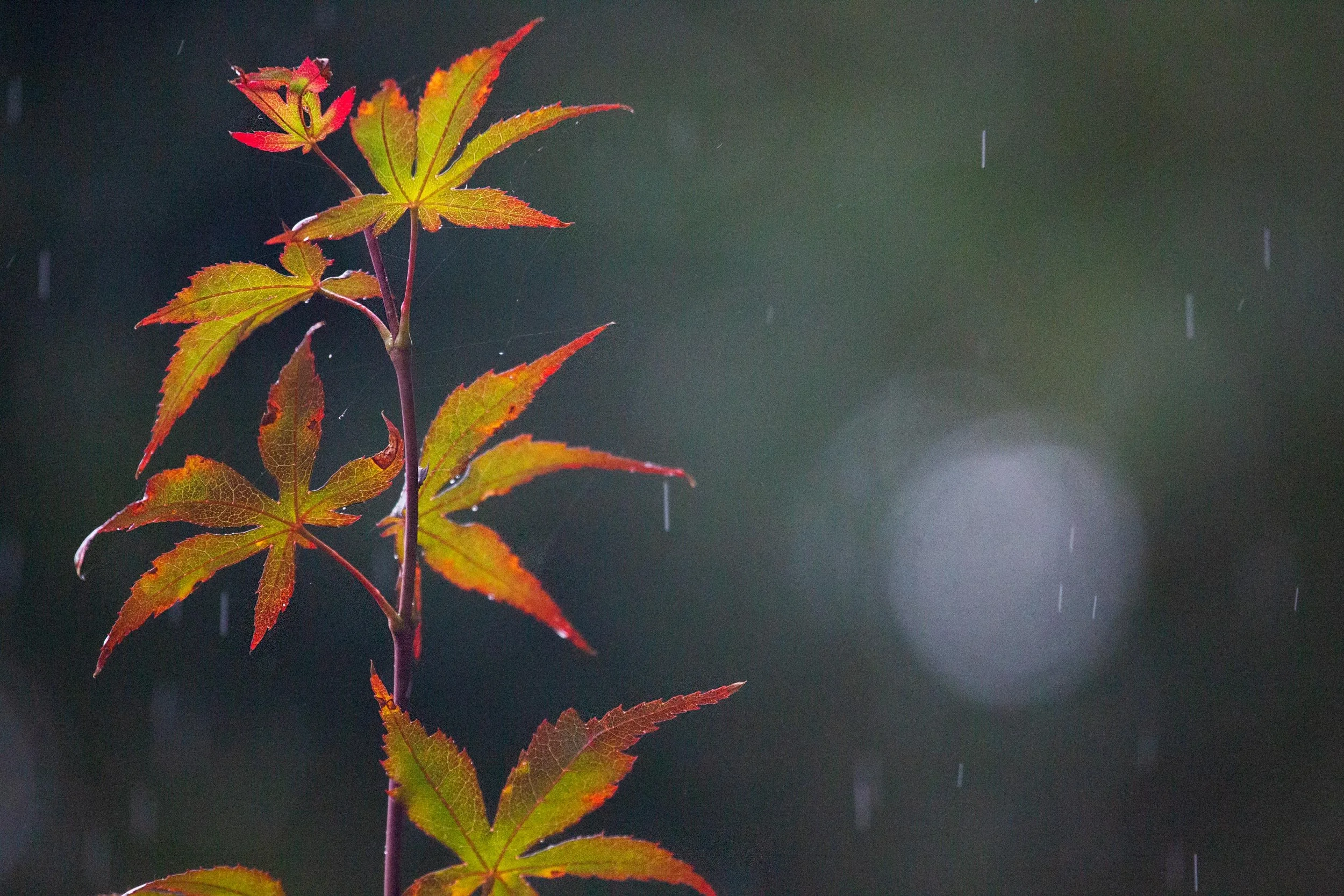 8S8A8953-edit-WEB.jpg