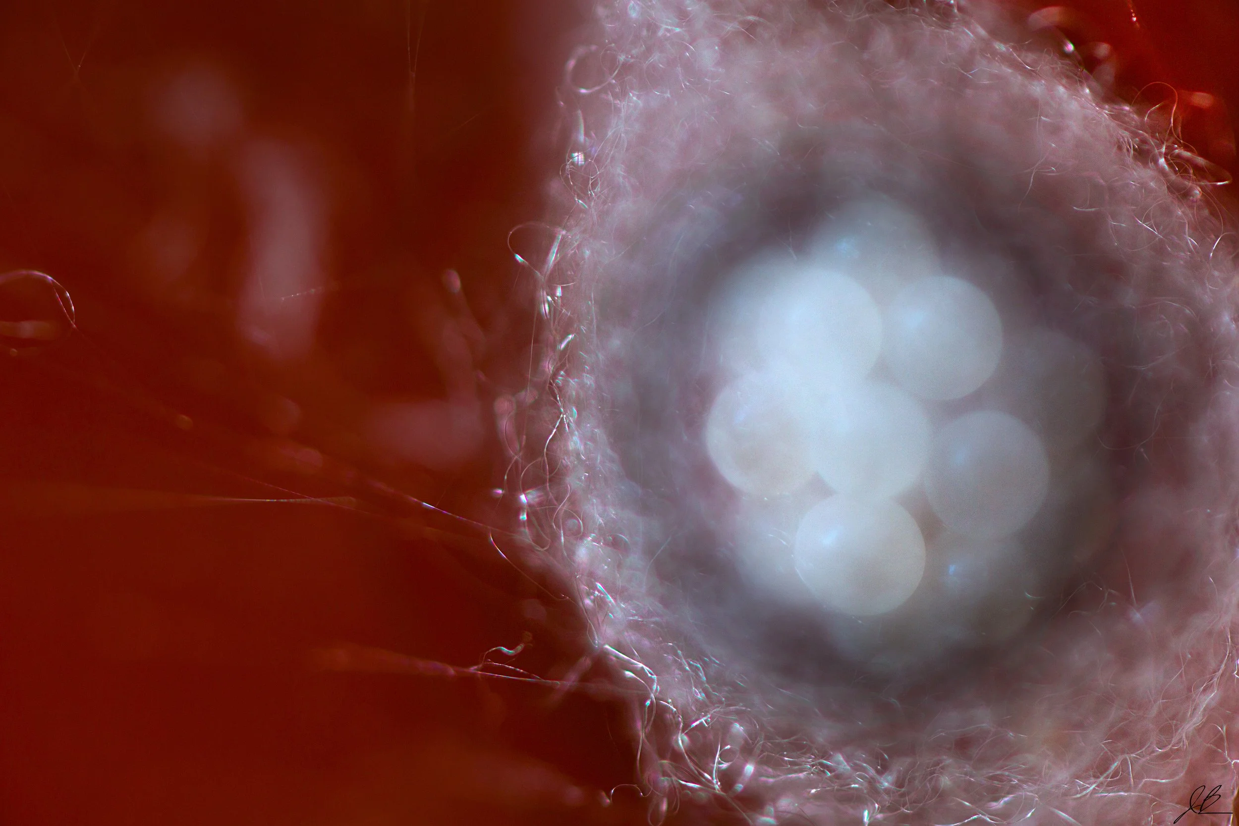 spider-eggs-2.jpg