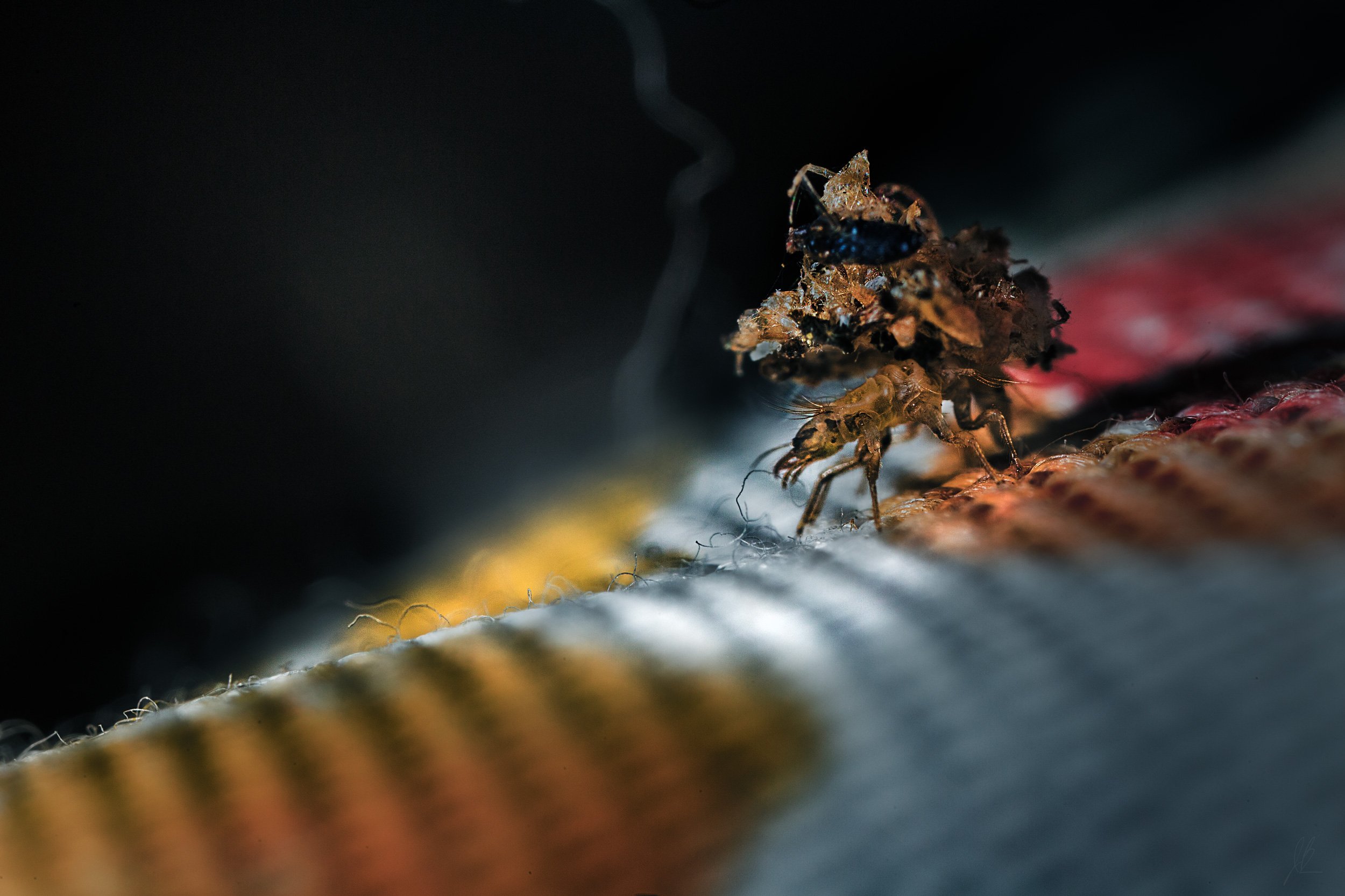 lacewing-in-technocolor---TWT.jpg