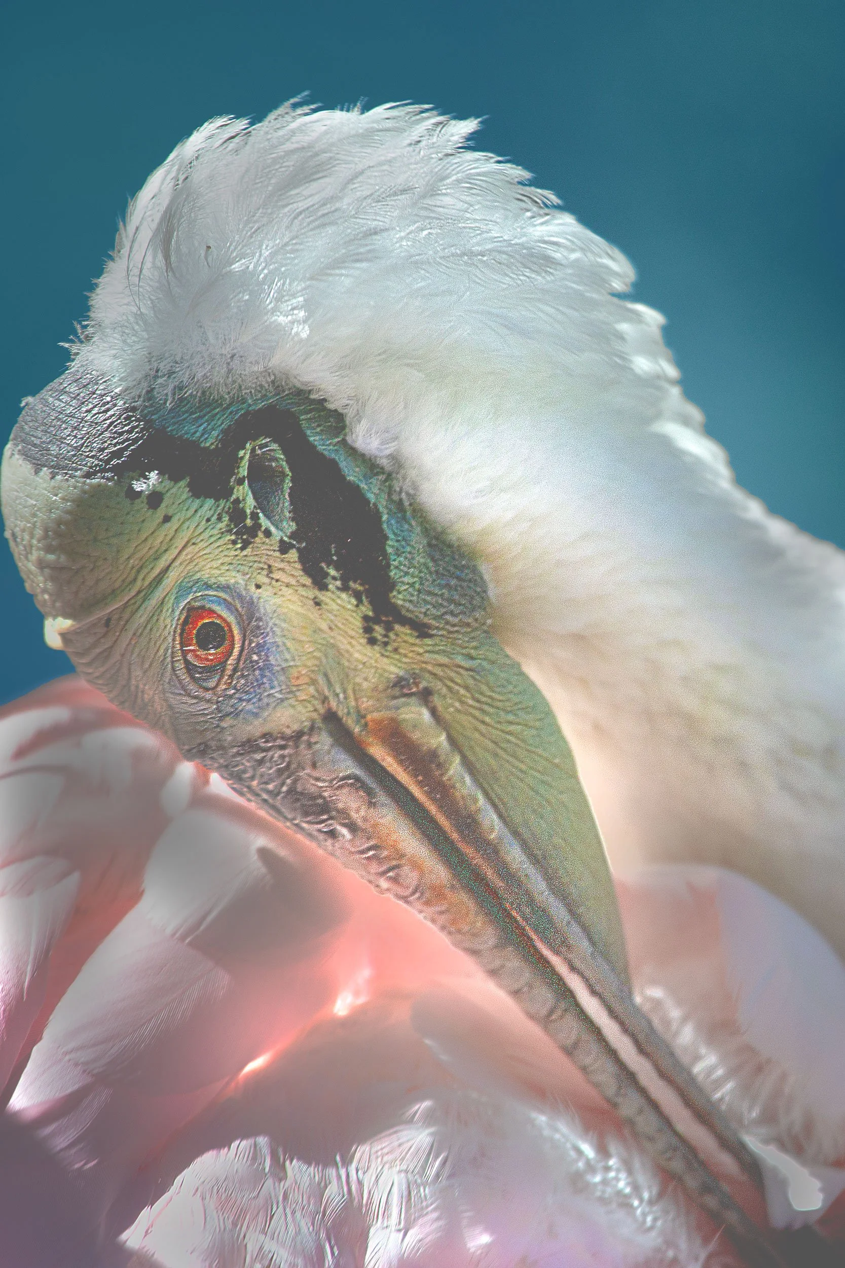 Roseate-spoonbill-1-TWT.jpg