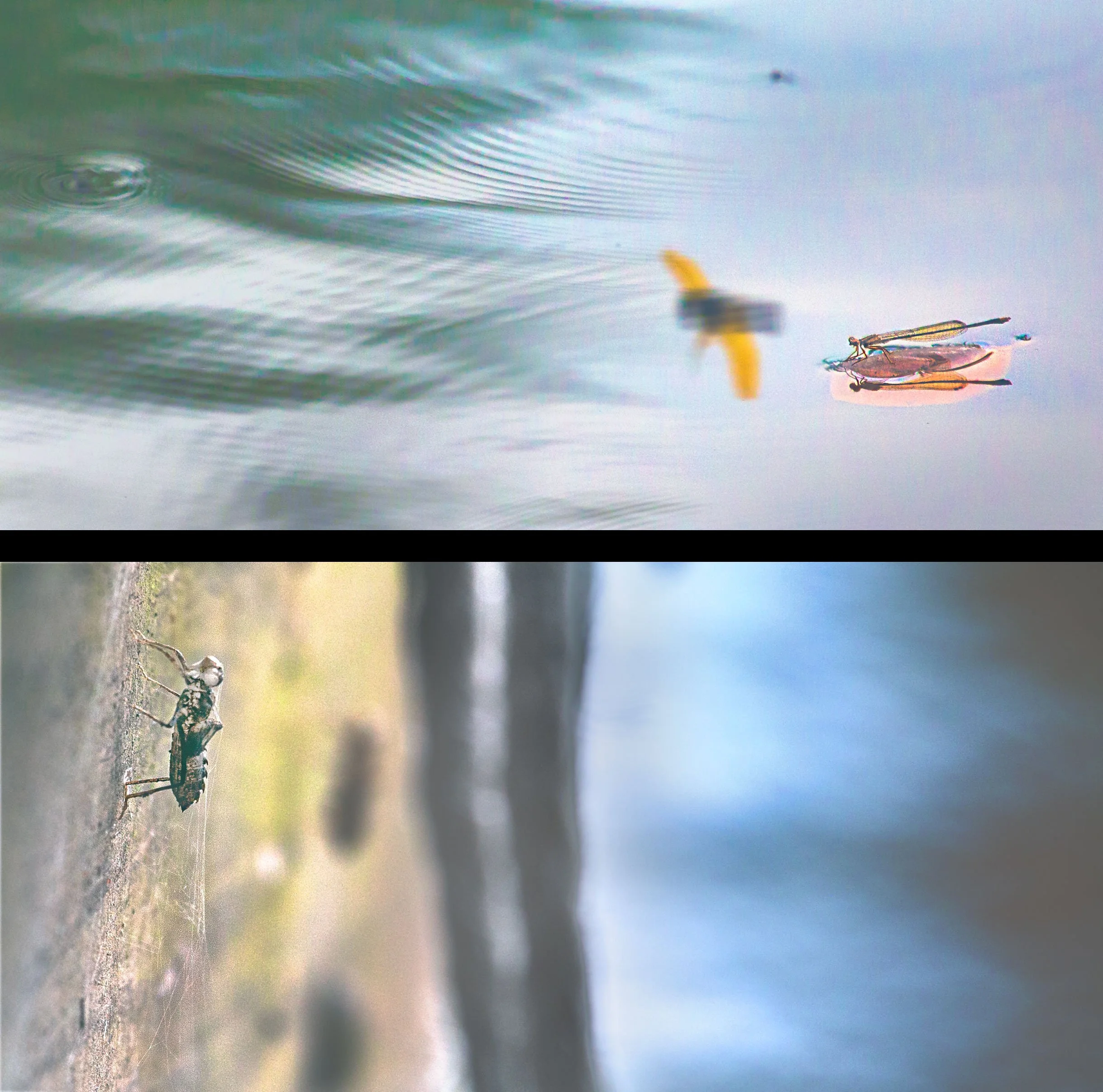 air-traffic-controller---Naiad-Combo-TWT.jpg