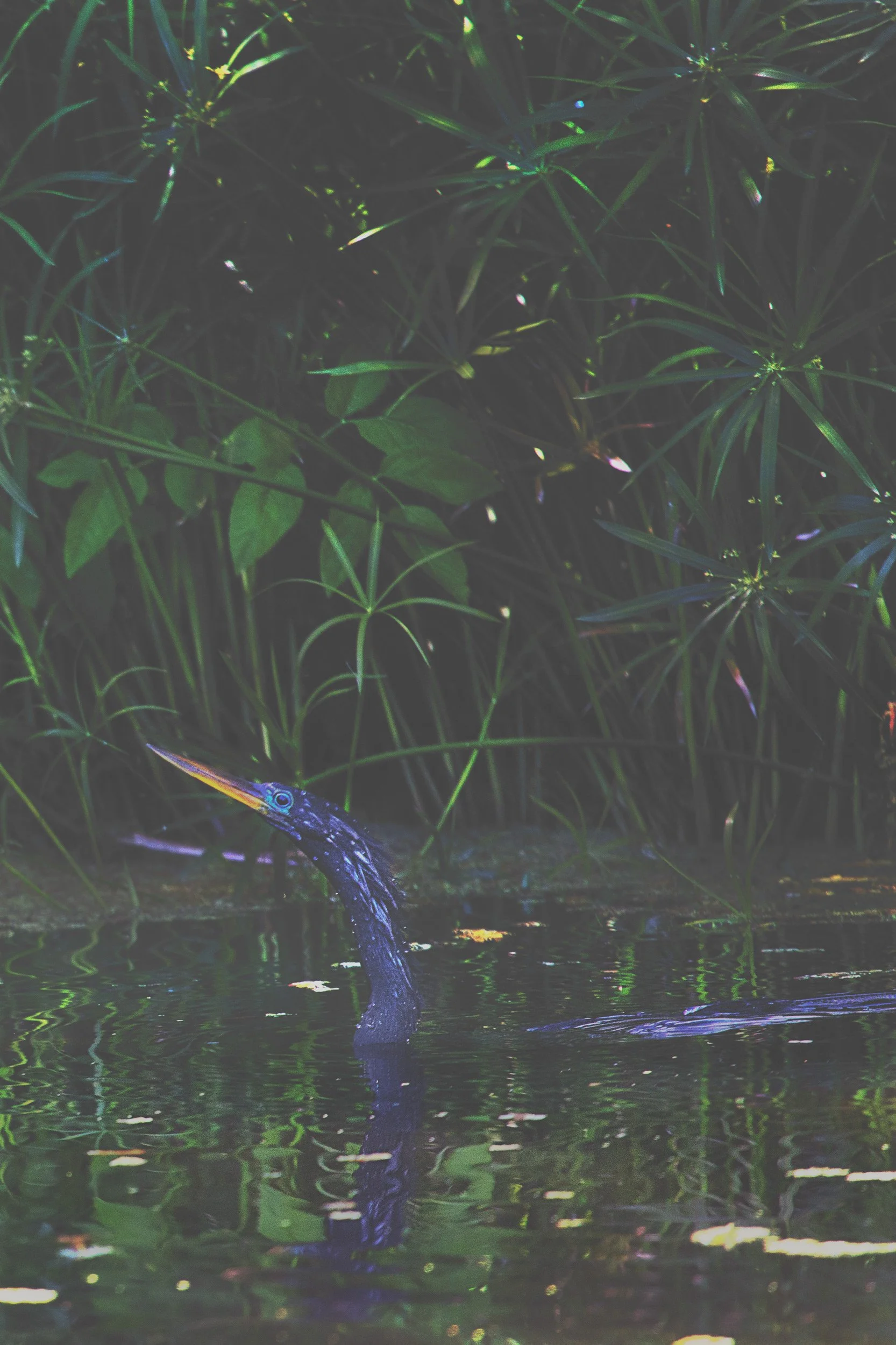 Blue-Male-Anhinga-TWT.jpg