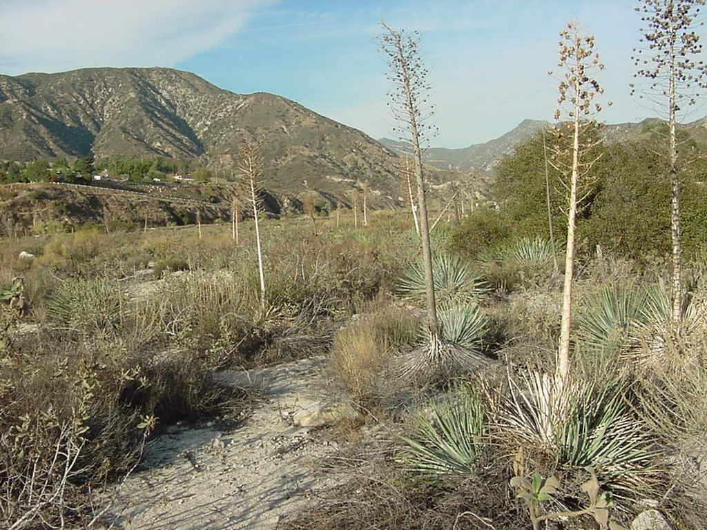 View_up_Tujunga_wash_to_ANF_5-Mar-07 credit Ricky Grubb.jpg