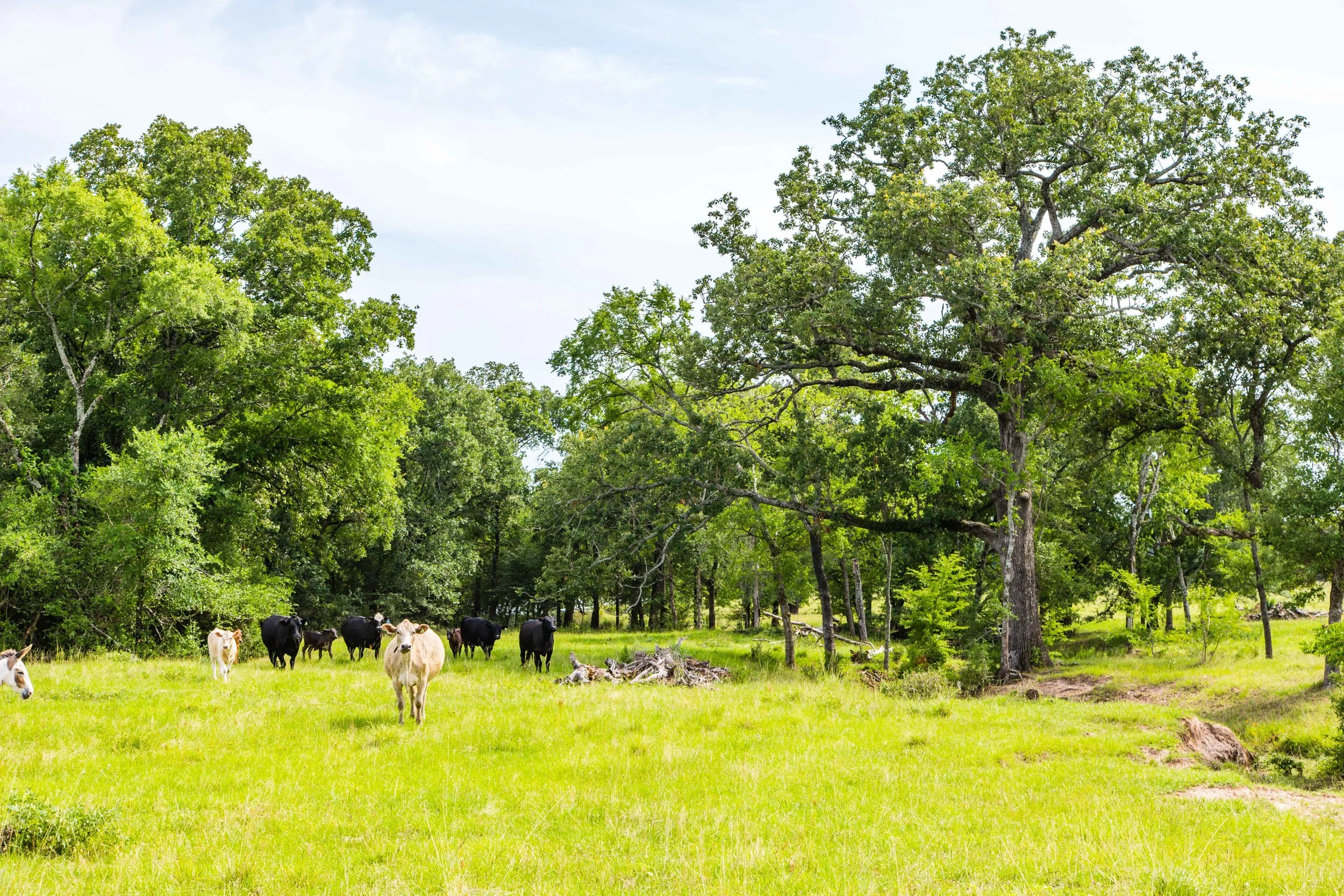 Madison County Ranch-29.jpg