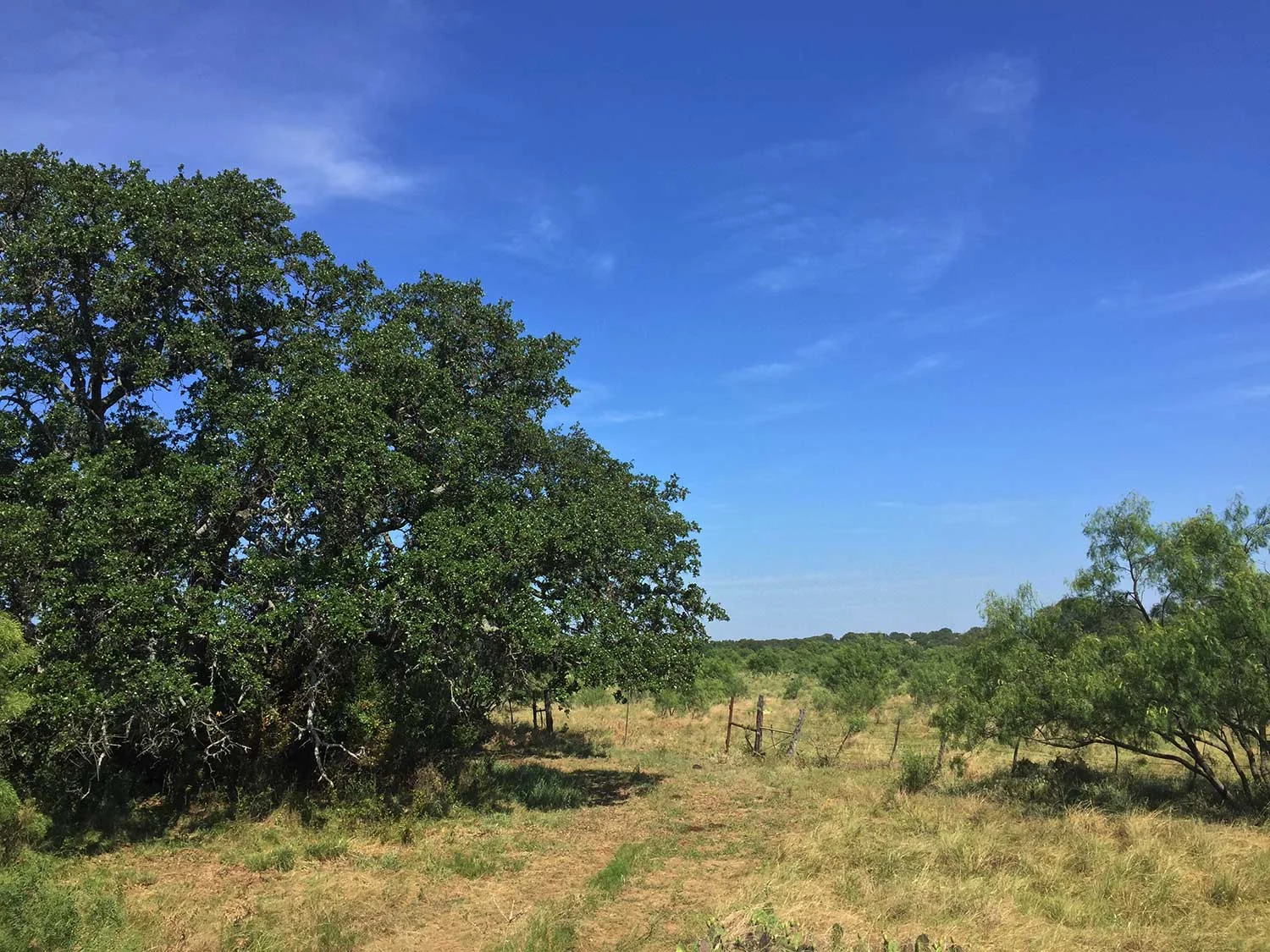 Fredericksburg-Realty-Hill-Country-Real-Estate-Farm-and-ranch-land.jpg