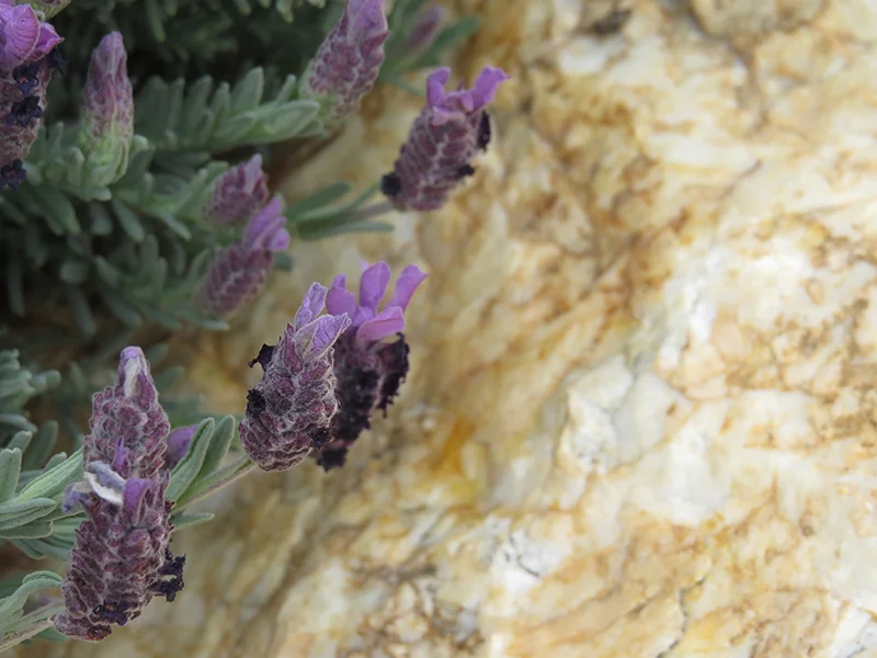 marble_flower.jpg