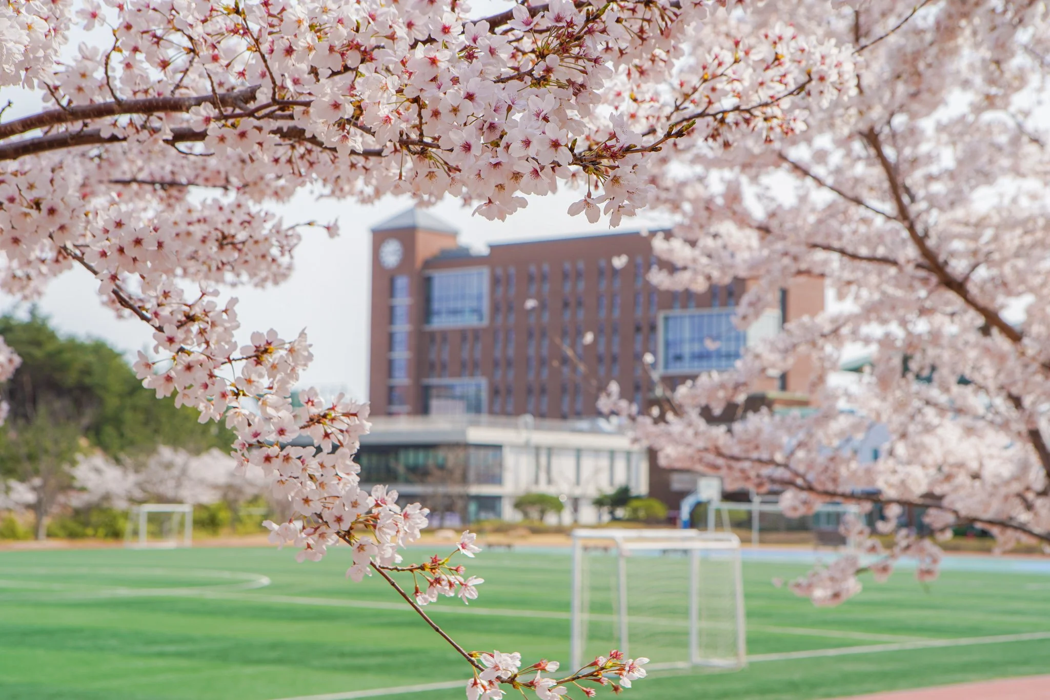 Handong Campus(1).jpg