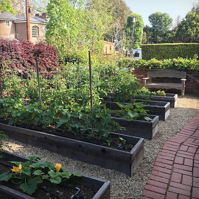 Redwood veg beds in the morning #veggies #vegetablegarden #losangeles #landscapedesign