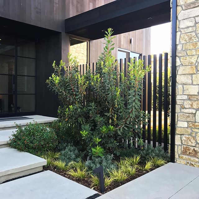 Front entry and planting at a recent project in Mar Vista #groundswelland #marvista #losangeles #landscape #landscapedesign #glass #aluminumpickets architecture- @yu2e_inc