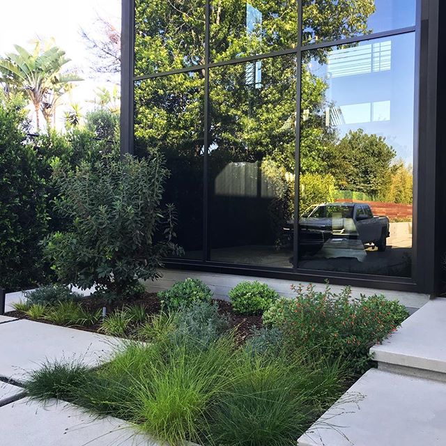 Front entry and planting at a recent project in Mar Vista #groundswelland #marvista #losangeles #landscape #landscapedesign #glass architecture- @yu2e_inc