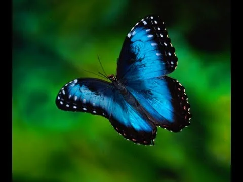 butterfly.jpg