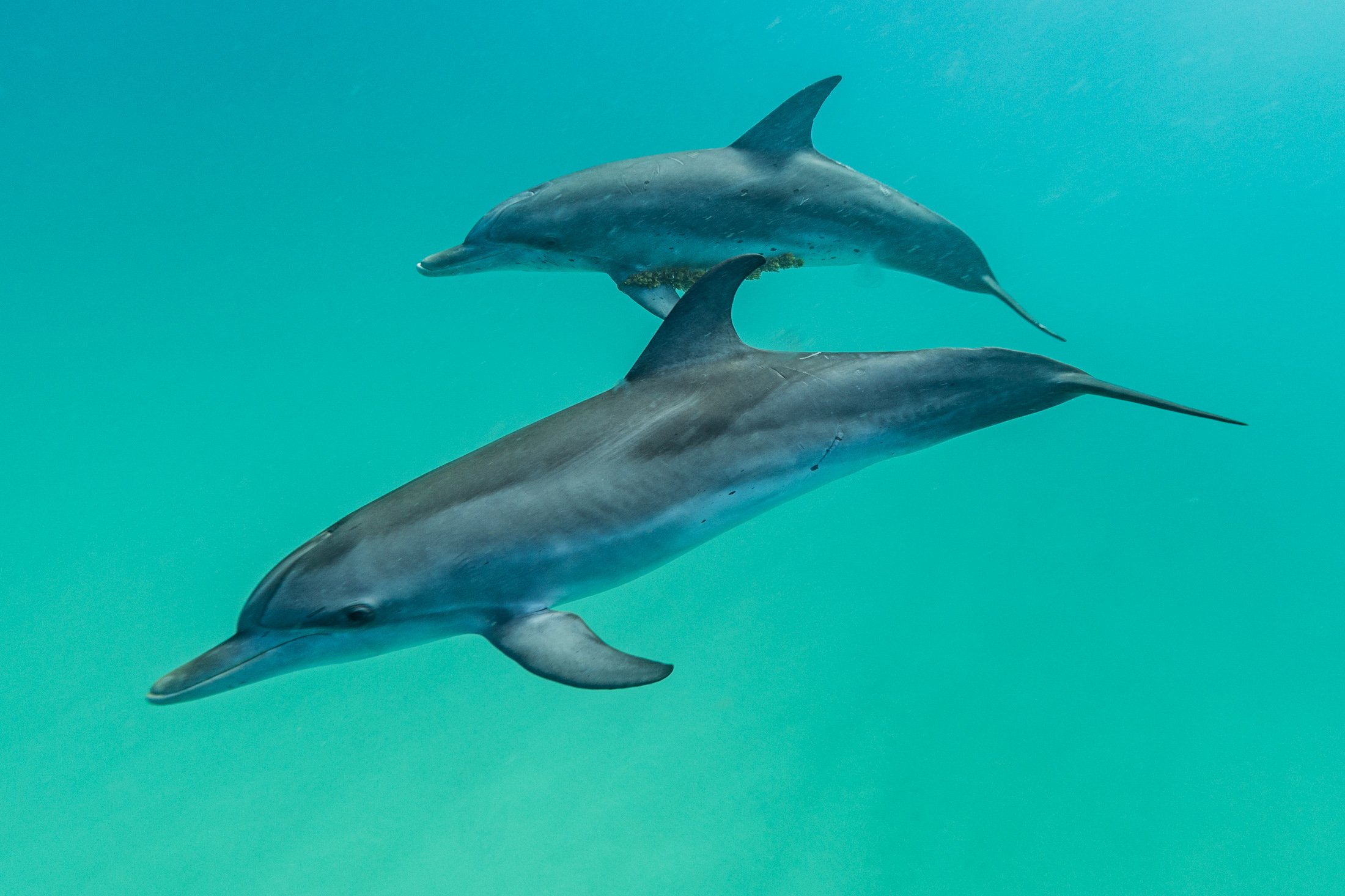 The_Transcendent_Dolphin_Experience_-610.jpg