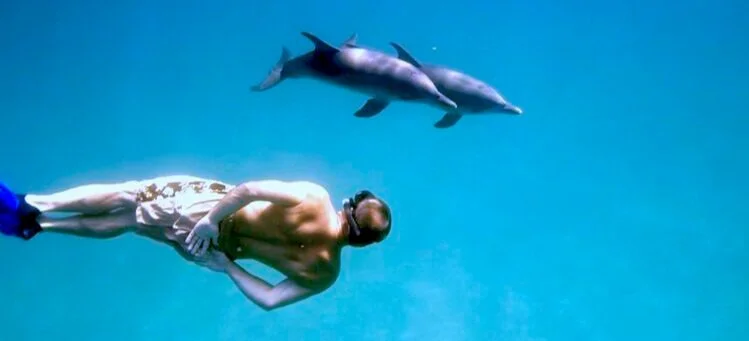 Wild Dolphins Trip Info + Q&amp;A