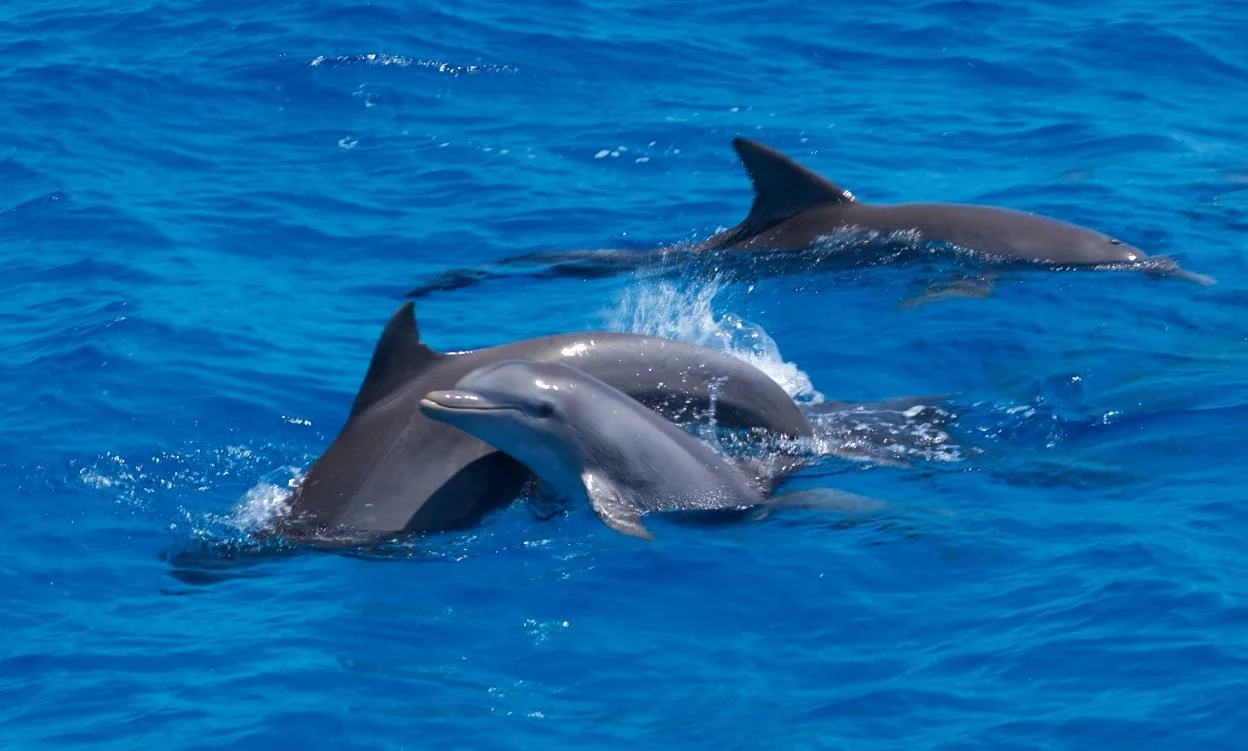 BabyDolphin.jpg