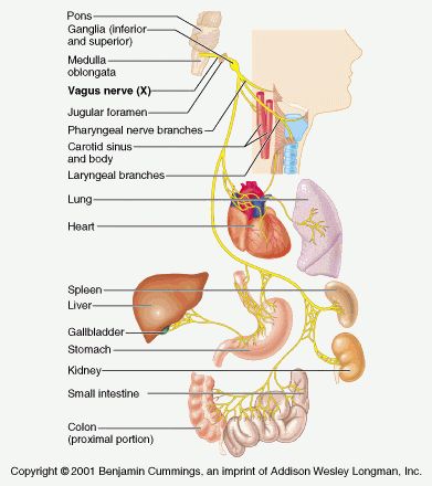 vagus nerve.jpg