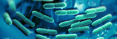 bacterie lactiques.jpg
