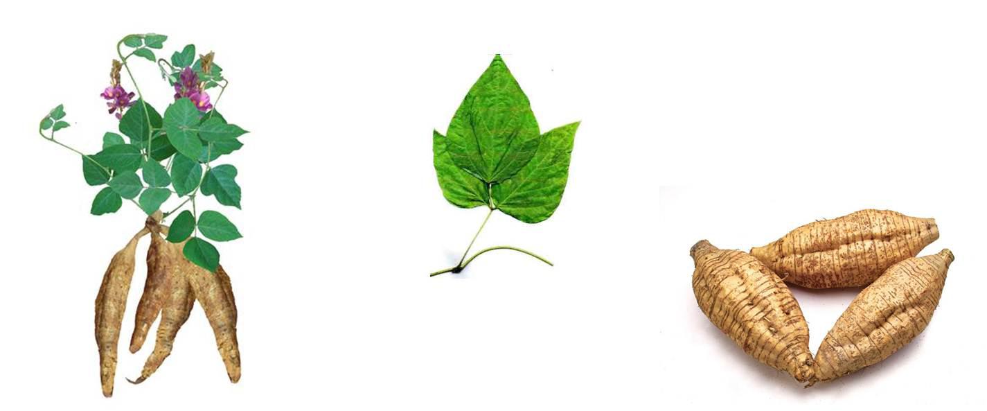 kudzu 3.jpg