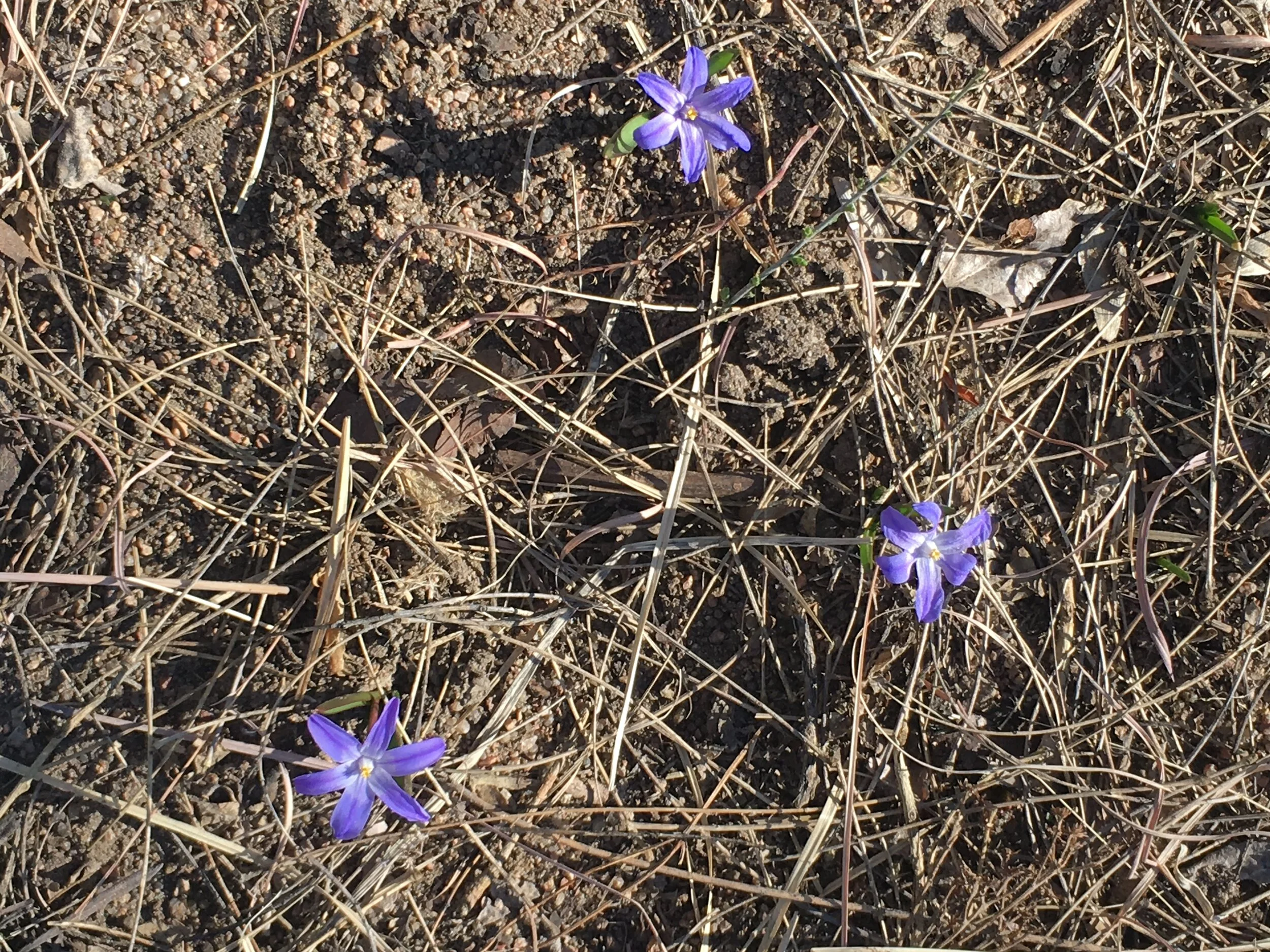 The Essential Wisdom of Mindful Communication during COVID-19