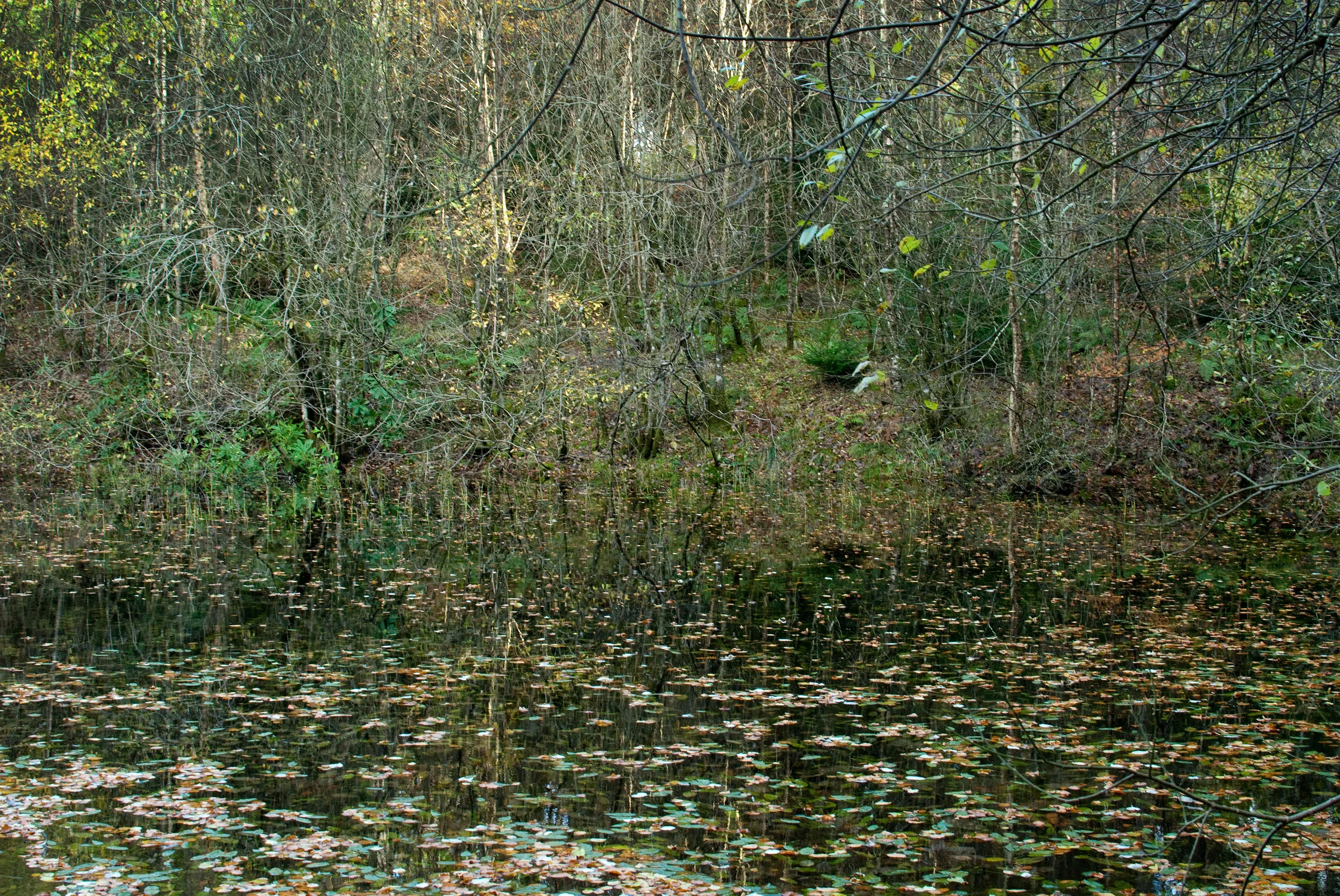 DRUMLANRIG, 2013
