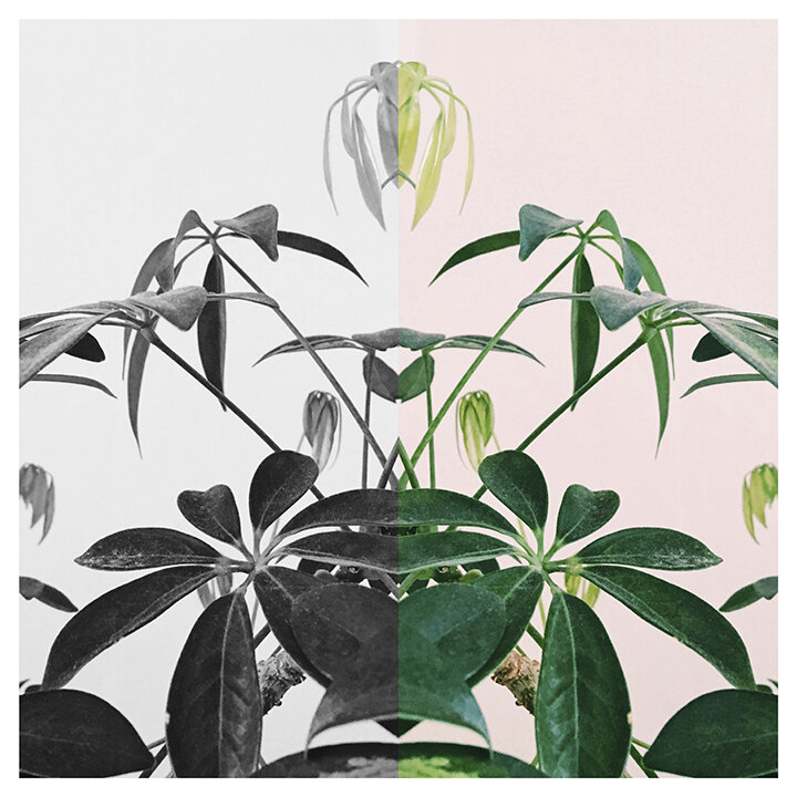 The Millennial Void: Schefflera - Luck, Protection (2018) 