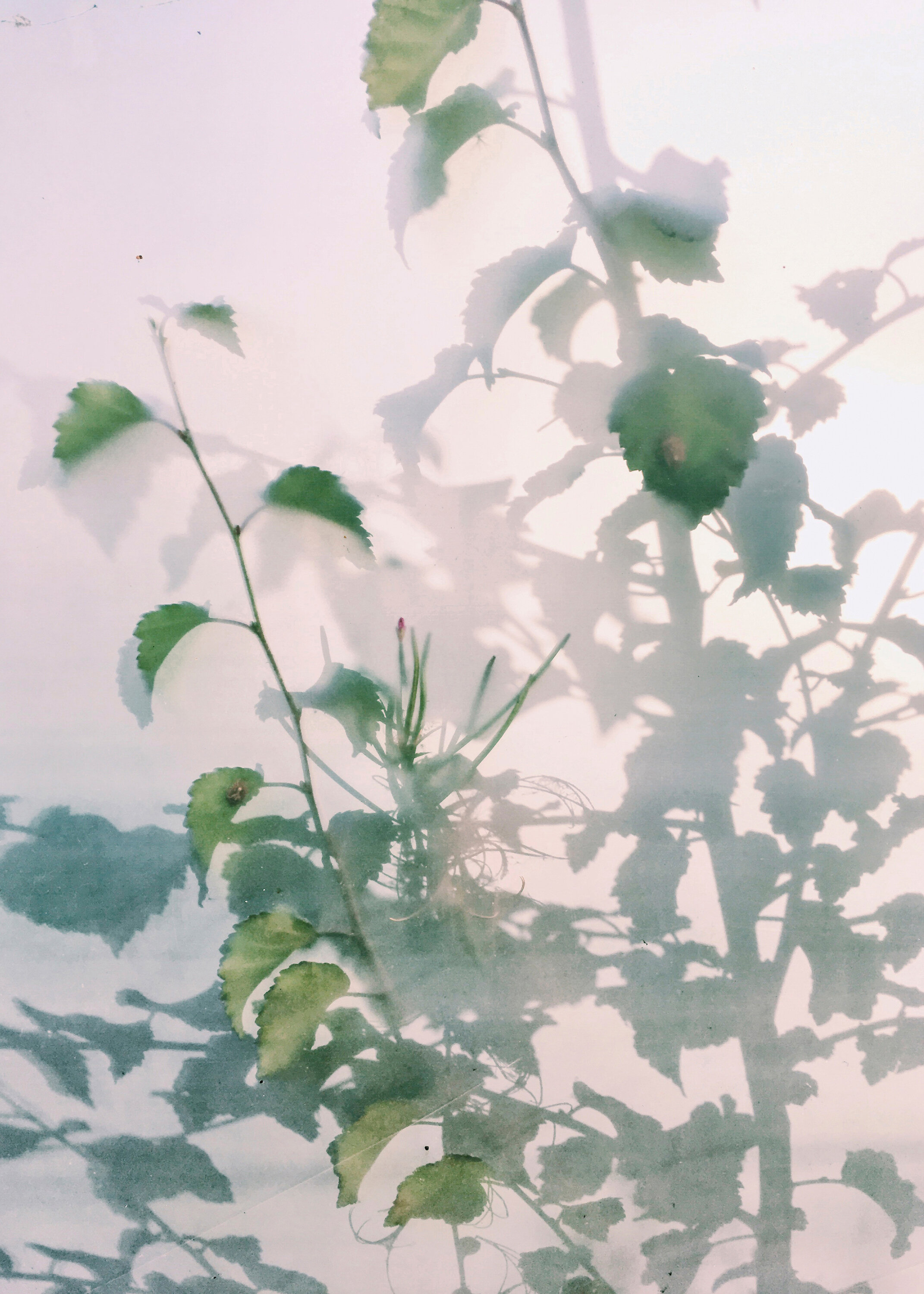 Leaves_30x40cm-WEB.jpeg