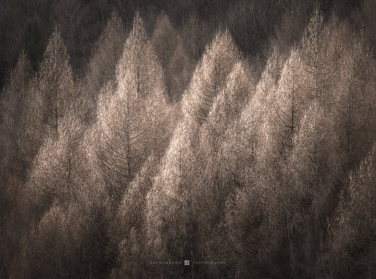glitter trees (Harz 2024, edit 2025)