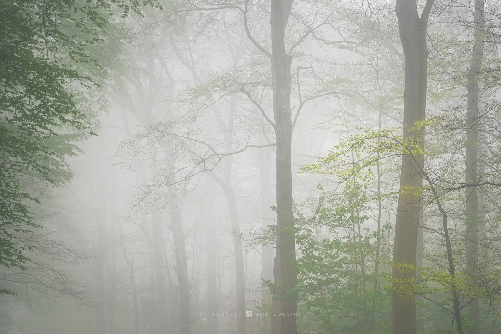 Ash growth (Germany 2025 - edit 2026)