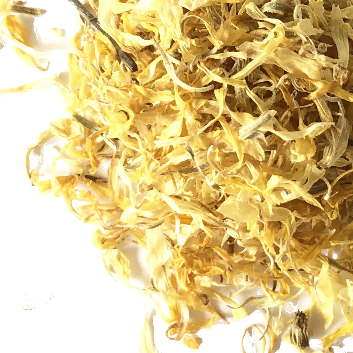 CALENDULAwhite.jpg