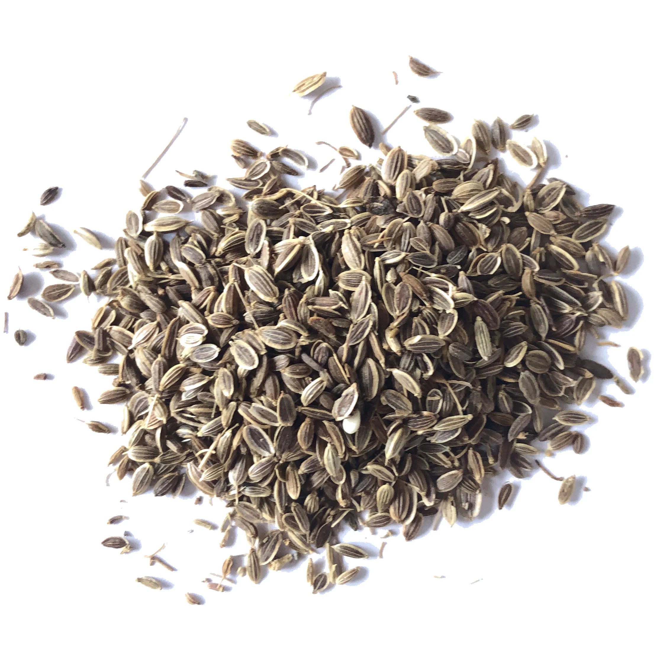 DILLSEEDwhite.jpg