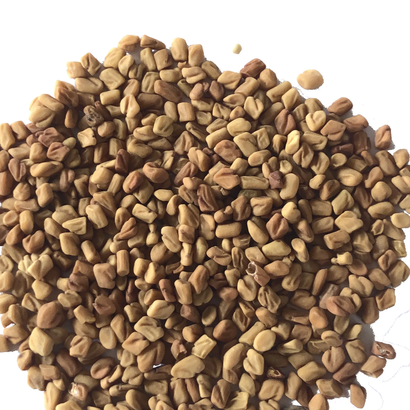 FENUGREEKSEEDSwhite.jpg