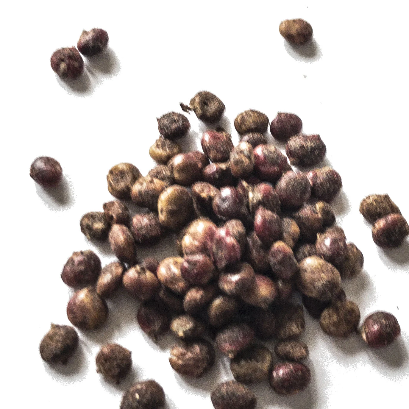 SUMACBERRIESwhite.jpg