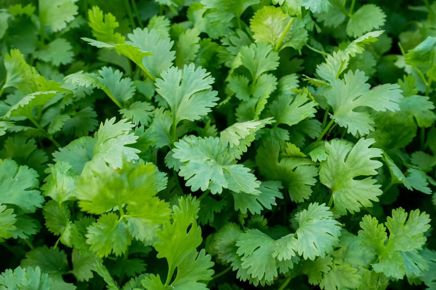 Cilantro Plant Seeds