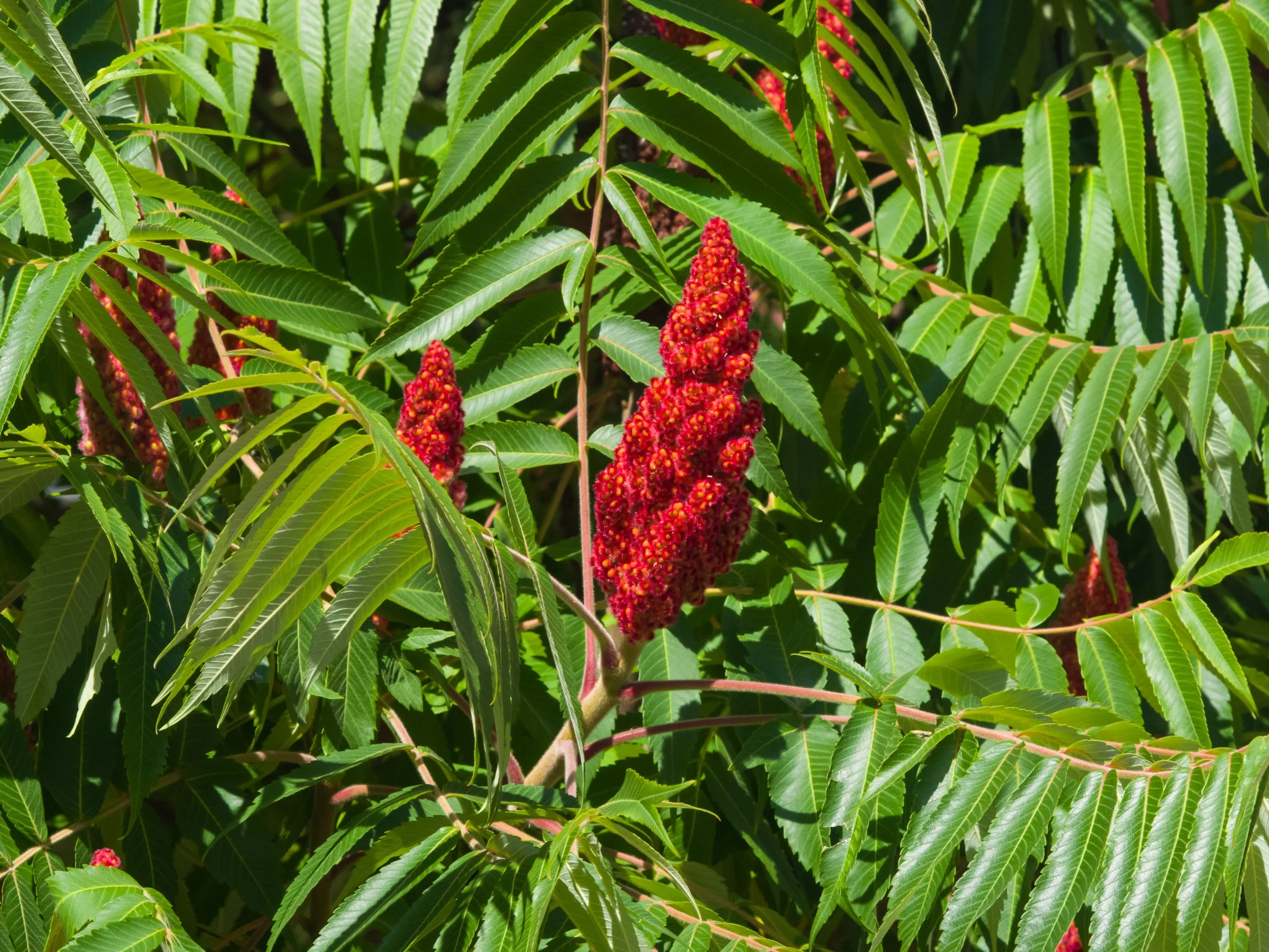 Staghorn Sumac Seeds (Rhus typhina) 100 Seeds (1 grams) — Smoke Camp Crafts