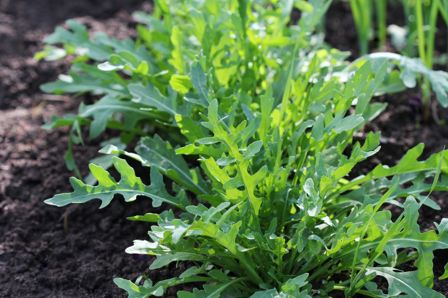 Roquette Arugula (Eruca vesicaria)