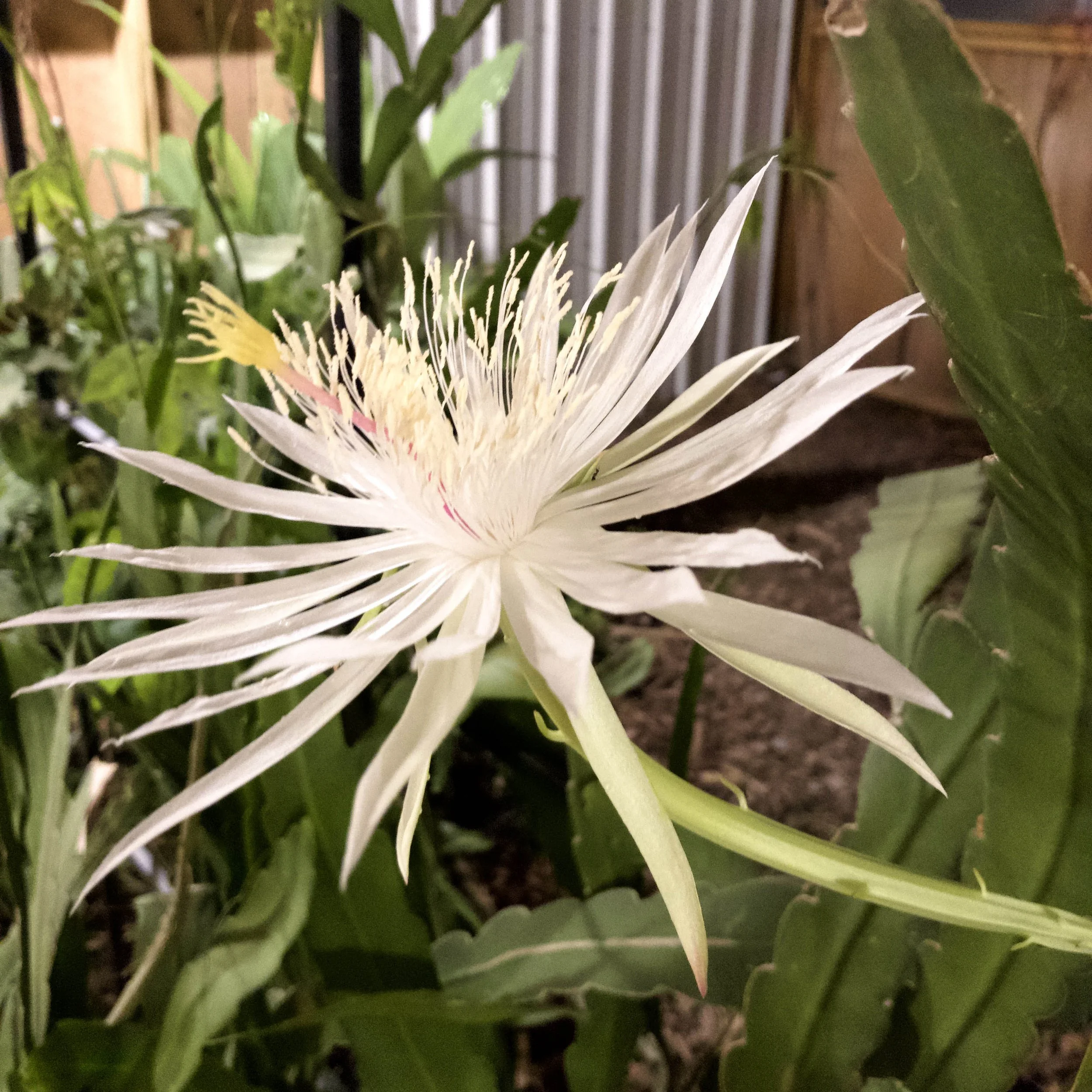 thumbnail image 2 of Epiphyllum Oxypetalum Orchid Cactus Cutting 6-10 Inches Unrooted White Flower 2 of 2