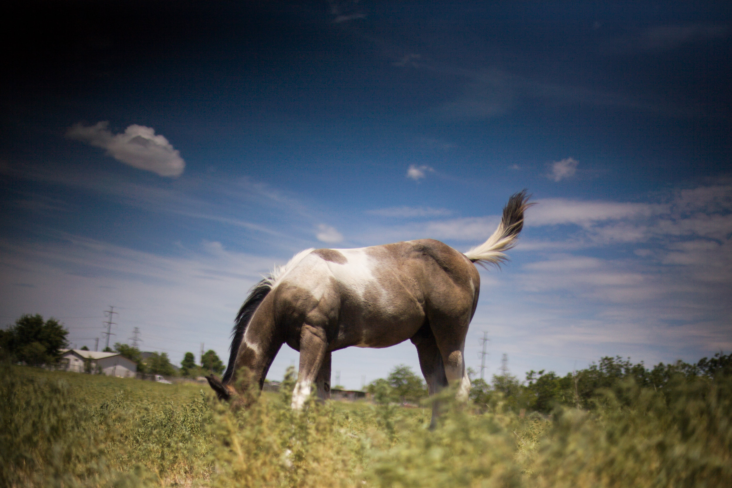  Feeding Horse - West Odessa, Texas 