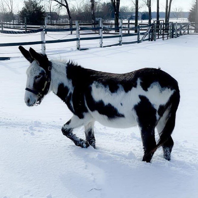 Nellie is not thrilled about all this snow and cold we are getting...⁣
⁣
⁣
#donkey #spotteddonkey #donkeysofinstagram #spottedass #nelly #nellbell #donkdonk #donk #smithhorsecompany