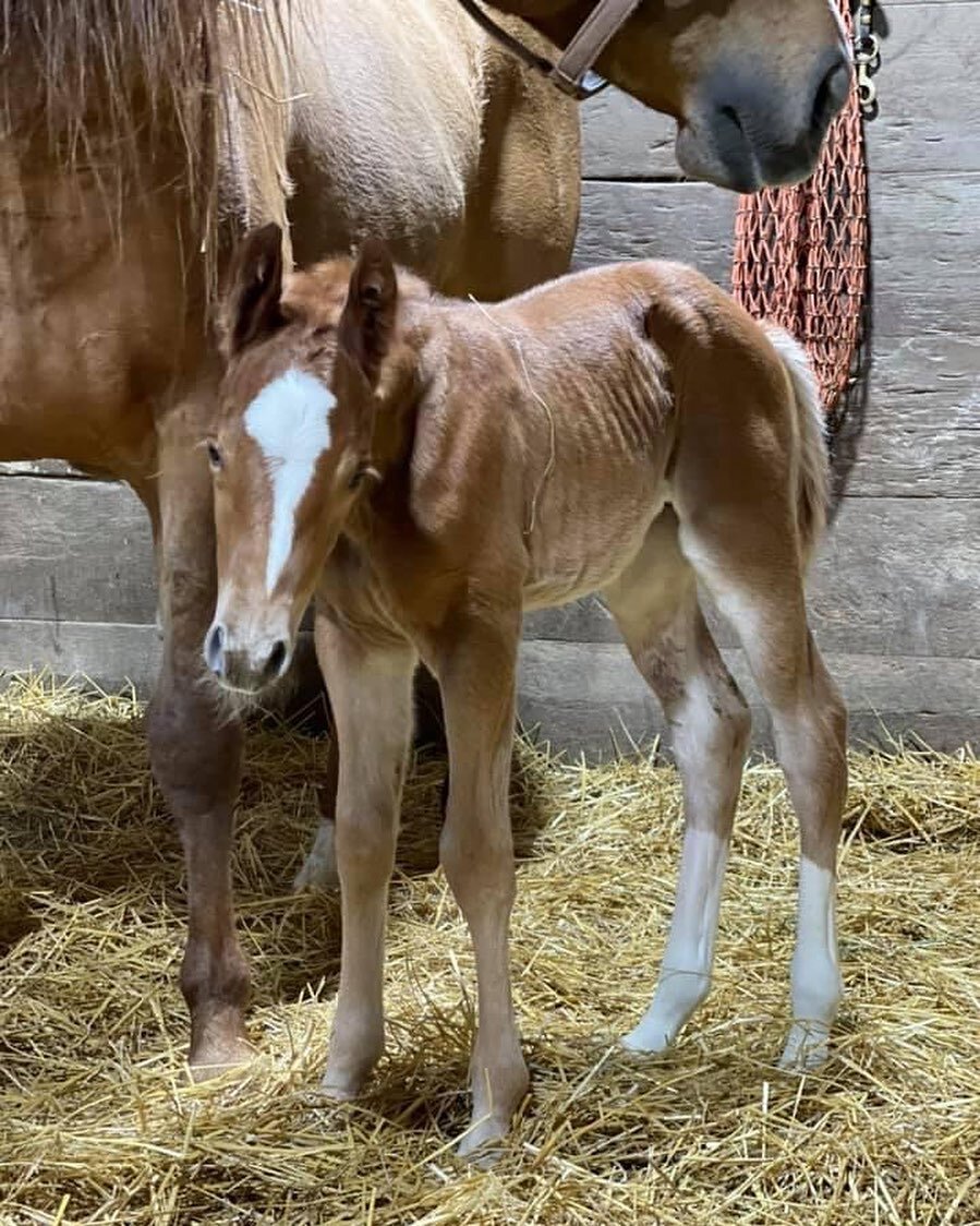 We&rsquo;ve had a pretty exciting week over here! We are thrilled with this AQHA filly!⁣
⁣
Machine Made x Invited By The Lady⁣
⁣
#shcfoals #machinemade #invitedbythelady #aqha