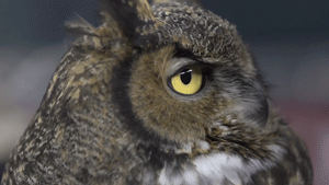 owl2.gif