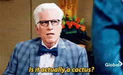 dansoncactus.gif