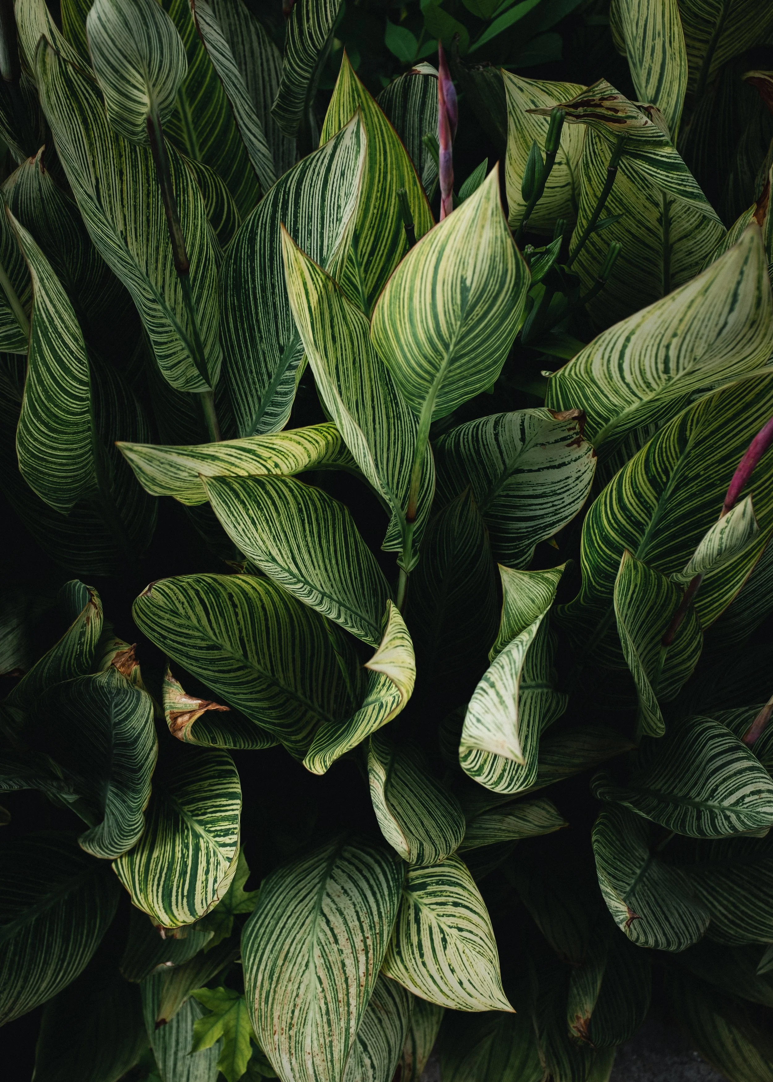 Canna Lily Plant.jpg