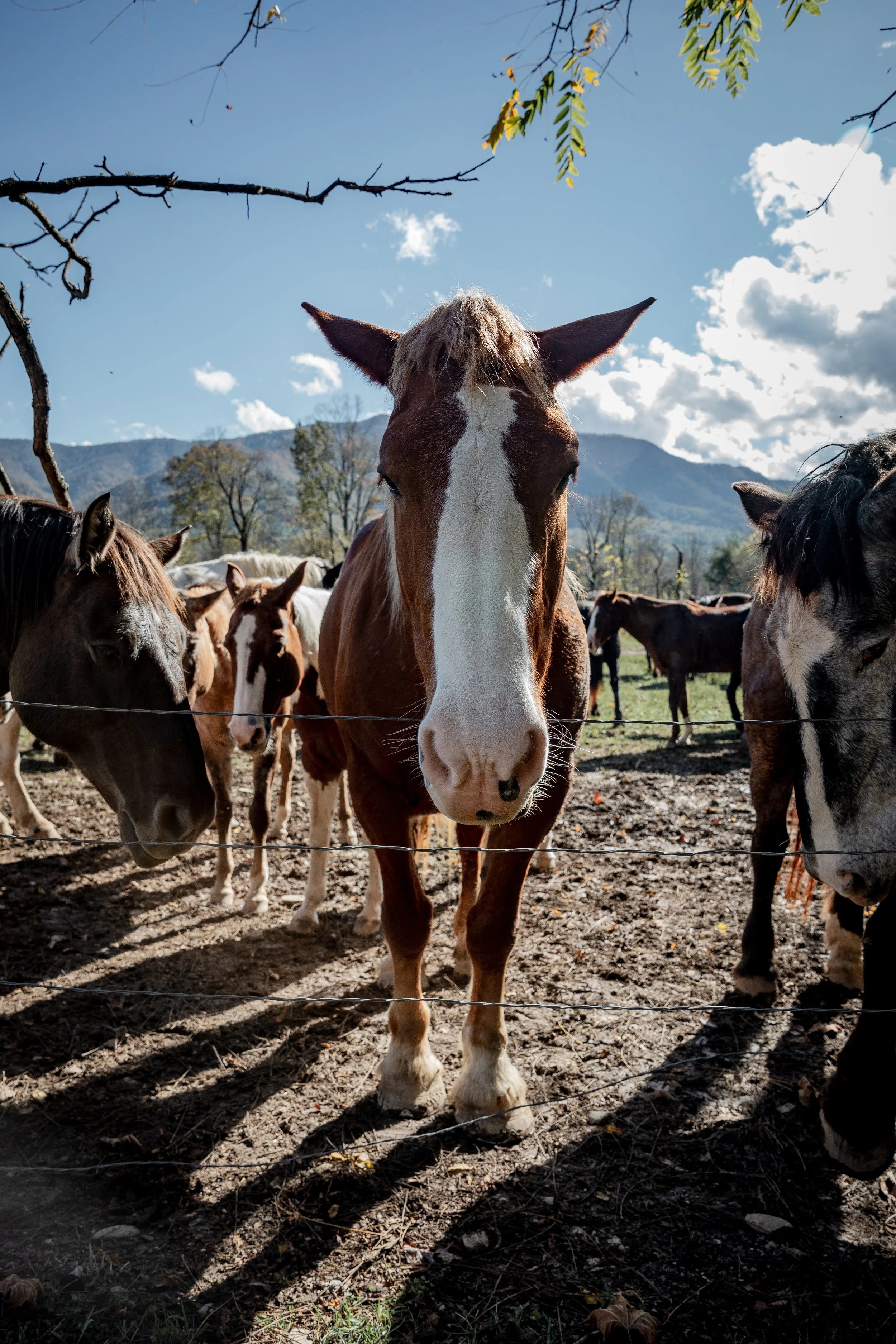 Cades Cove Horses-3.jpg