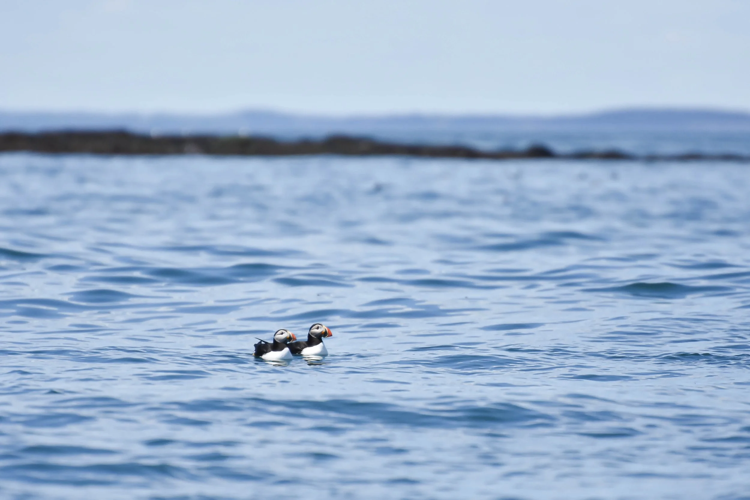 Puffins-ME_PLowenstein_2020-00.jpg