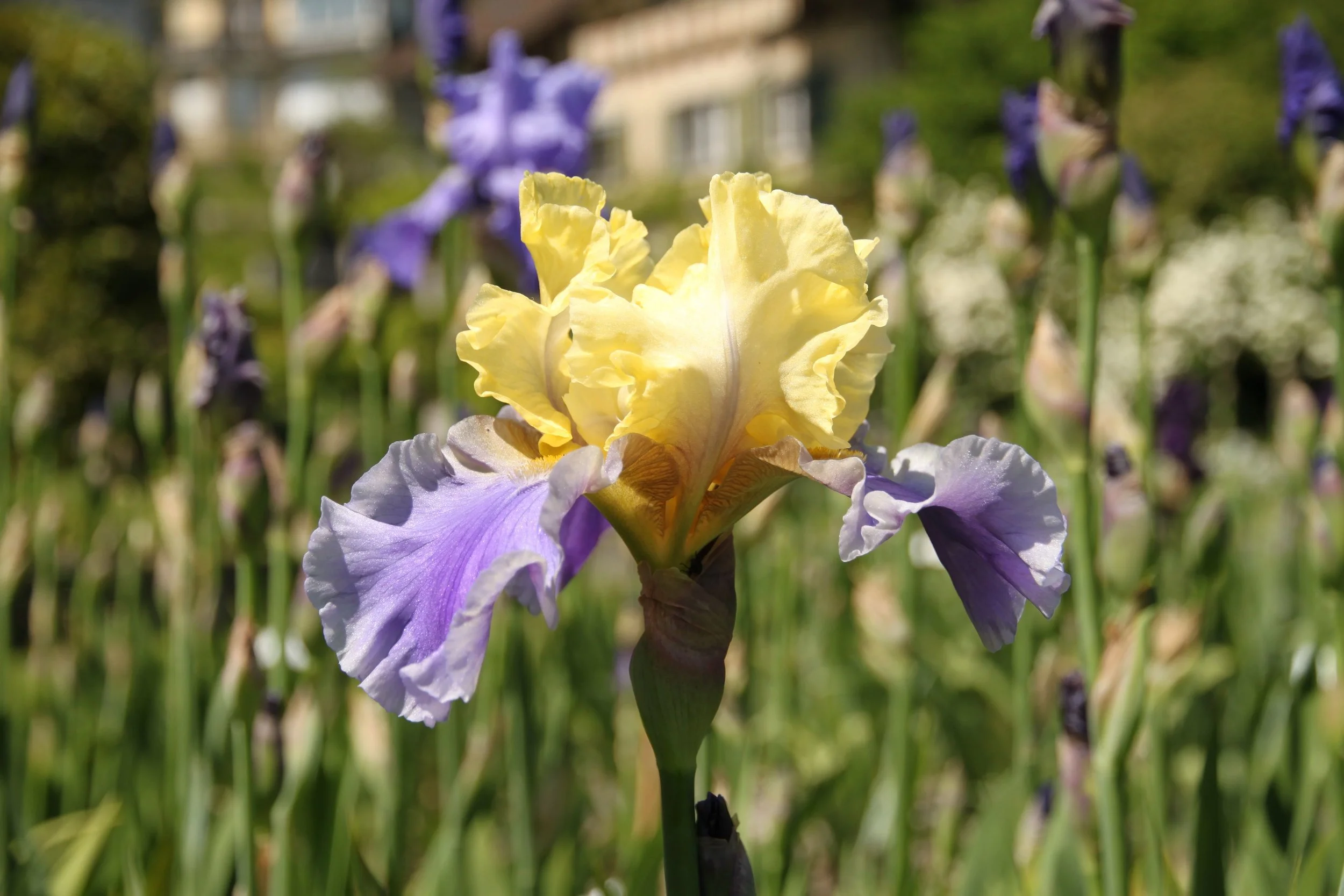 IRIS 'EDITH WOLFORD' 