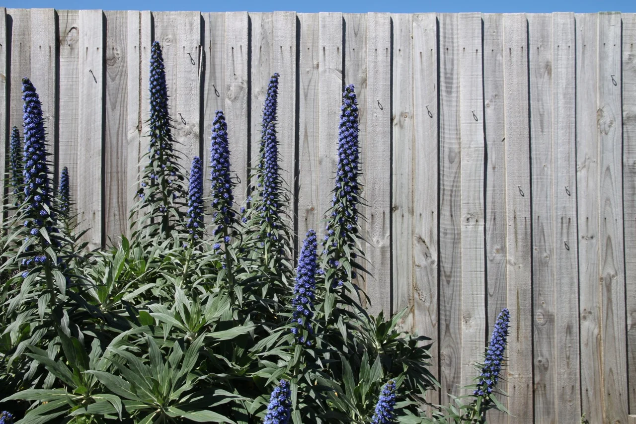 Echium candicans in full sun 